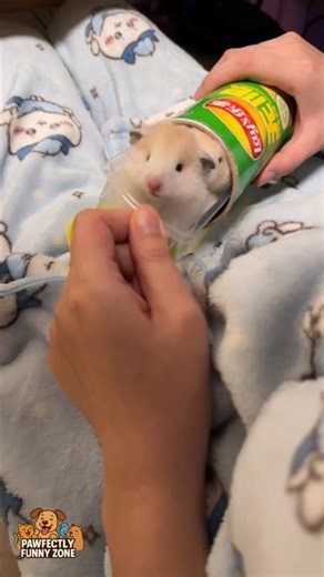 Cute Hamster Hiding in Lay’s Tube Snack Tunnel Activated!