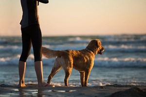 Dog Friendly Beaches in La Jolla