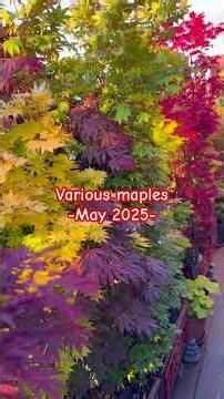 Some Red Maples from spring to fall colors.#maple #terracegarden #nature #fallcolors #树叶画 #gardening