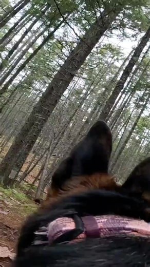 Hiking from Bear's perspective #bearsoftiktok #phototrend #happydog