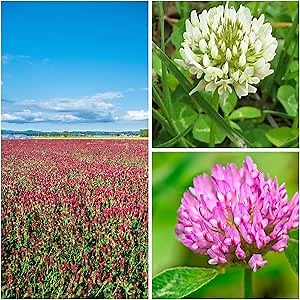 Clover Trio Seed Blend – Premium 1 Lb ~179,200 Seeds – Red, White & Crimson Clover – Cover Crop & Soil Enrichment Mix