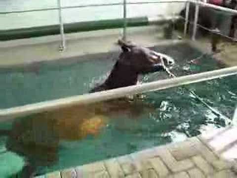Horse Swimming in Pool