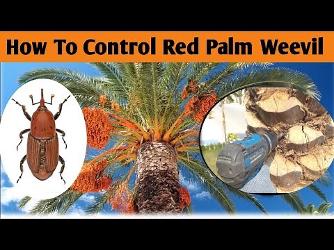 Unbelievable Secrets to Eliminate Red Palm Weevils!