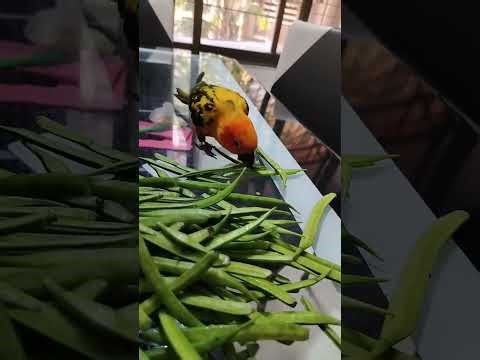 Sunconure eating vegetables - ParrotGoldie is live