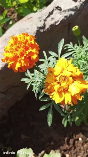 #kanda#ka#pool#♥️🌼🌼🌼🌄 # #garden #gardening