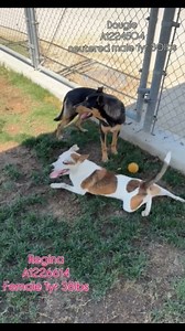 2.2K views · 61 reactions | Check out Regina and Dougie!...