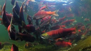 2.5K views · 32 reactions | Dakelh filmmaker Joy Haskell explores the intricate spiritual and cultural relationship between wild salmon and Indigenous people on a breathtaking journey from BC's West Coast through the Chilcotin to Stuart Lake (Nak'albun). The Salmon's Call Watch free knowledge.ca/program/salmons-call #knowledgenetwork #IndigenousHistoryMonth #wildsalmon | Knowledge Network | Facebook