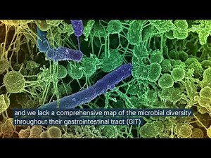 Mapping the ruminant microbiome across the gastrointestinal tract