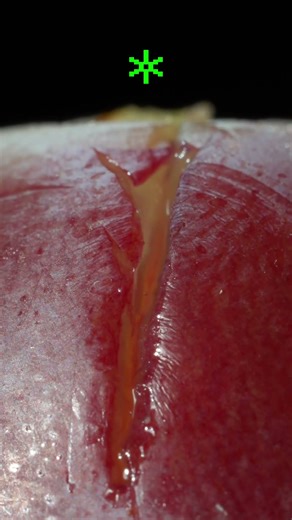 Cutting a Grape in Half with a Scalpel - Macro ASMR