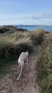 It's the hour of the bewilderbeasts. #dog #disability #coastalliving #whippetlove #care #greyhoundrescue #greyhound #love #kindness #cornwall #health #slowdown | Billy Whippet