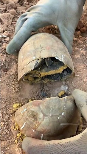 He Found a 100 Year Old “Turtle Shell”… What’s Inside Will Shock You! 😱💎