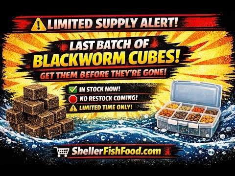 Why Your Fish Aren’t Thriving (Even When Your Water Tests Are Perfect)
