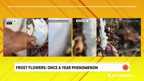 Frost flowers: once-a-year phenomenon