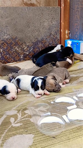 Heartbreaking Rescue Newborn Puppies Found in Bushes 🐶💔 | Feeding & Shelter #shorts
