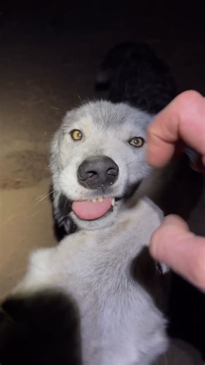 Oliver “the wolf guy” Starr | How many wolves is too many wolves. #wolves #wolf #dogs #wolfdogsofinstagram #animals #viralreels | Instagram