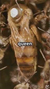 The Queen Bee: A Biological Machine of Extraordinary Precision#animals #nature #naturelovers#science