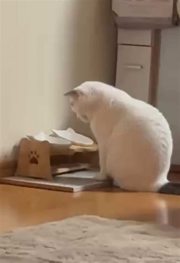 猫の肥満対策と餌選びガイド