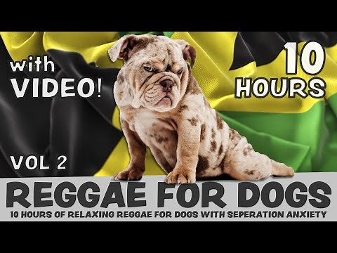 SCIENTIFICALLY PROVEN: 10 Hours of calming Reggae music for dogs with separation anxiety, with video