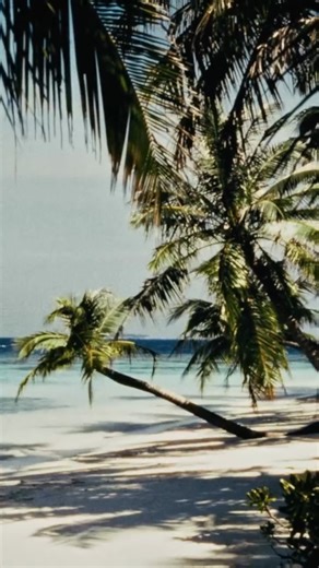 3.9K views · 32 reactions | Enjoy each day as an adventure in the sun, under the sea, at Bandos. #bandos #bandosmaldives | Bandos Maldives | Facebook