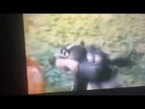 Timmy Time Theme Song in Slow Motion