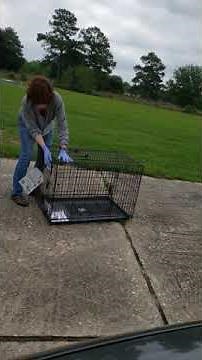 How to fold and unfold a dog crate