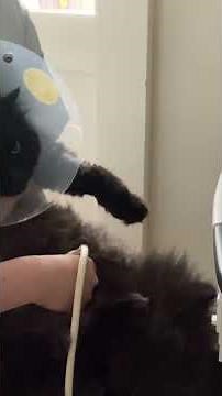【実践・猫の超音波検査】ストレスを最小限に抑える技術。膝の上で行うフィアーフリーな腹部エコー