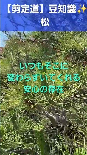 [Pruning Pine Buds] What to do with pine cones and pine flowers? Remove them unless you plan to u...