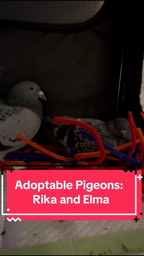 Adoptable Pigeons: Rika and Elma's Story