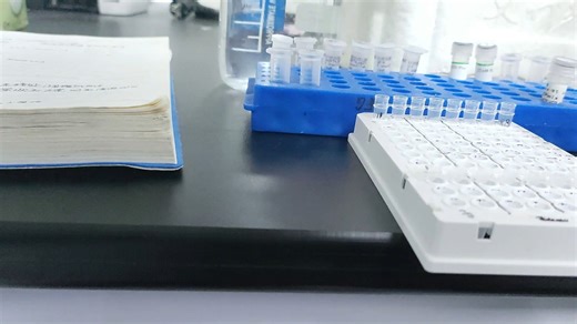 转基因CRISPR-Cas9实验 4.两轮PCR