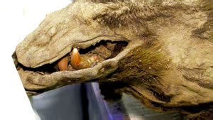 This 3,500-Year-Old Bear Was Discovered Frozen Solid in Ice