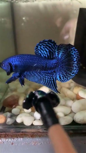 wild Betta alien. #bettafishuae #fish #bettadubai #bettafish #fishcupang #aquarium #bluebettafish