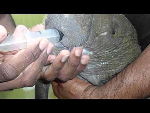 West Indian Manatee - A Documentary