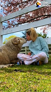 Rescued ram was so sad until he met his first friend who wouldn’t leave his side 💕 | The Dodo