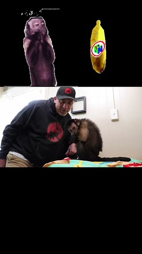 Monkey eats GIANt banana! #capuchin #monkeys #banana