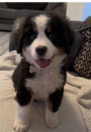 Stunning Bernese Puppy: A Perfect Companion