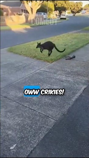 Kangaroo Mom Drops Her Baby Mid Hop 🦘😳