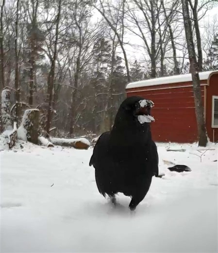 animalscaughtoncamera on TikTok