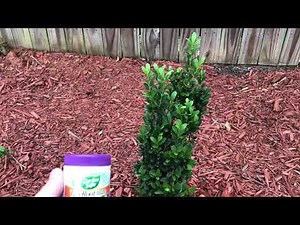 How to make a Sky Pencil Holly grow faster - Root Hormone - The Lawn Squad Bloomington Indiana