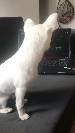 My dog howling to a German shepherd howling with wolves from Zootopia♥