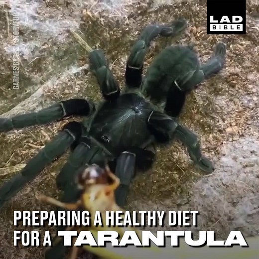 2.1M views · 4.1K reactions | Feeding your tarantulas a healthy, balanced diet is really important...  | LADbible | Facebook