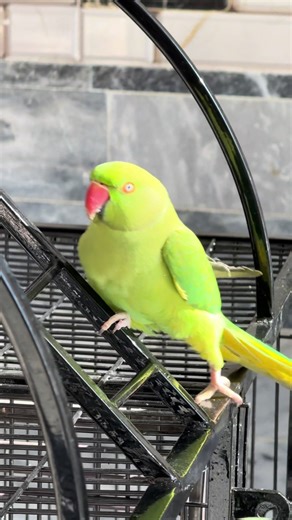 Amazing Talking Parrot Showcasing Unique Sounds