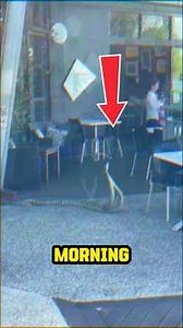 Carpet Python Combat Dance |The Shocking Moment Snakes Took Over This Cafe! 🐍😱