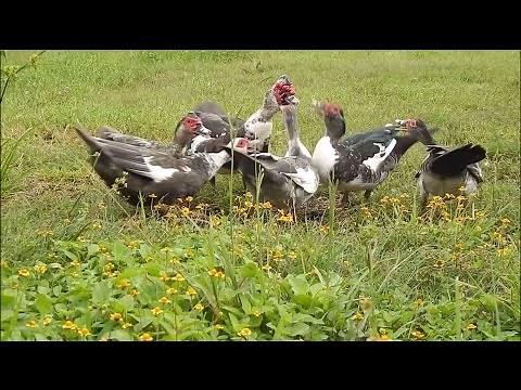 Raising Ducks: Muscovy Ducks Having a Heated Conversation