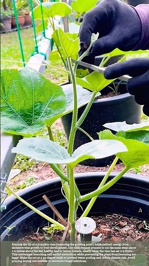 Pumpkin Planting Tips