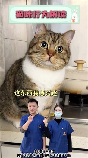 Decoding Kitten Speak: Uncover the Secrets in This Video! (解码小猫语言：在这段视频中揭开秘密