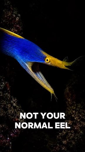 Ribbon Eel #animals