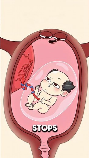 How Babies Recognize Their Mother’s Heartbeat After Birth 💓.!!👶#e2dhealth #animation #2dshow #fypシ