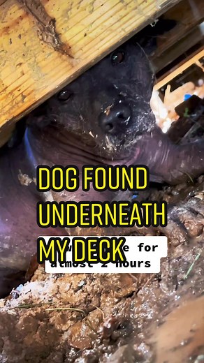Heartwarming Dog Rescue Story: Hairless Dog Found Trapped Underneath Deck