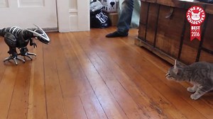 Top 100 Animal Videos