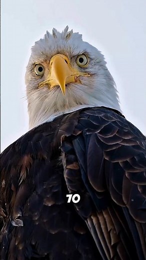 Eagle’s Painful Transformation at 40 🦅